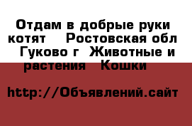Отдам в добрые руки котят. - Ростовская обл., Гуково г. Животные и растения » Кошки   